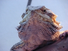 B.dragon