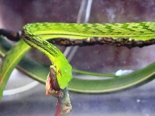 ahaetulla .p.