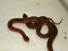 Flames het albino