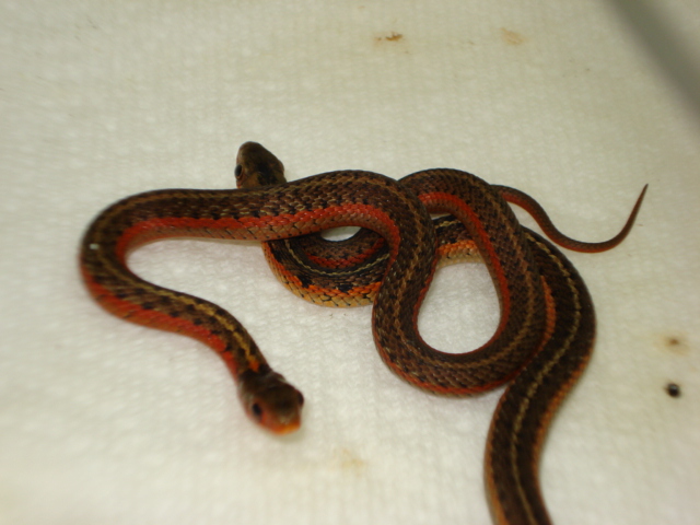 Flames het albino