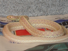 Albino florida eastern