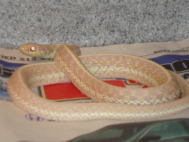 Albino florida eastern