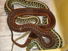 erythristic florida eastern w/ het albino