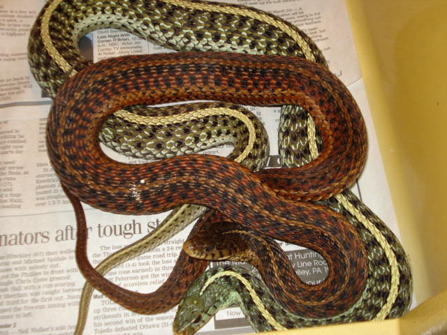 erythristic florida eastern w/ het albino