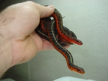 FLAMES HET ALBINO FEMALES2