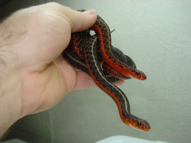 FLAMES HET ALBINO FEMALES2