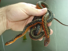 flame het albino females