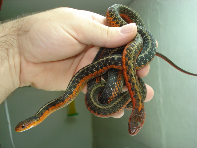 flame het albino females