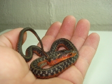 MALE FLAME HET ALBINO