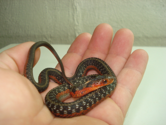 MALE FLAME HET ALBINO
