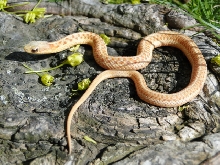 golden albino