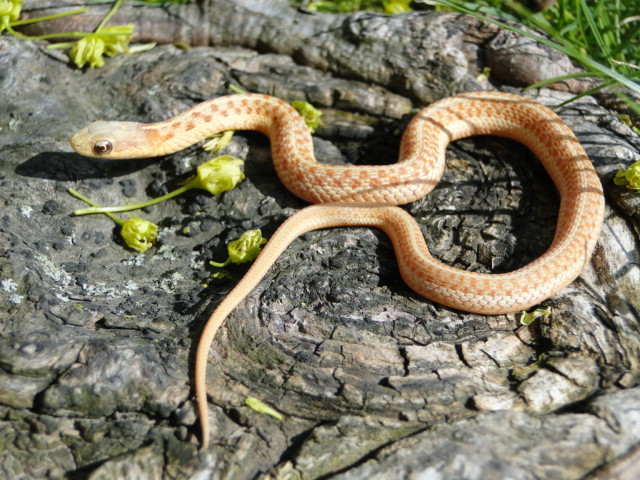 golden albino