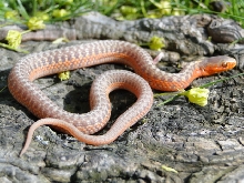 flame albino poss eryth