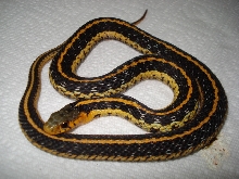 orange eastern