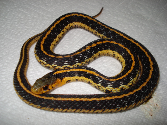 orange eastern