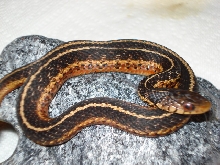 eastern odd