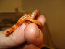 albino flame born 5/6/09