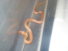 albino flame 2