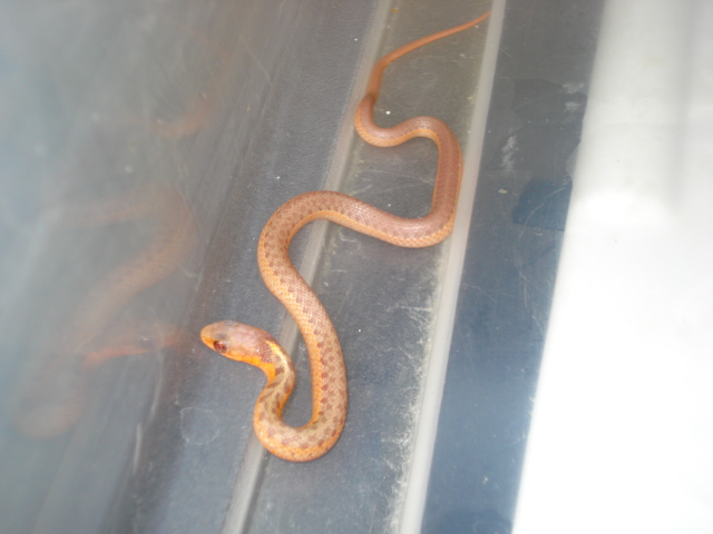 albino flame 2