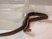 oregon red spotted garter