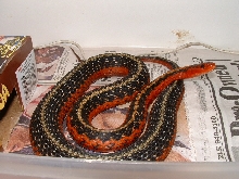 flame gravid