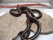 oregon red spots 2