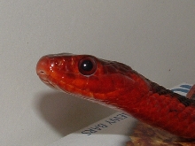 Flame close up
