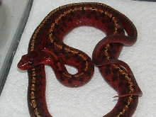 Male flame