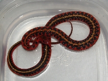 angry flame male