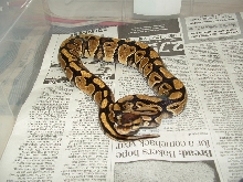 golden brown het albino