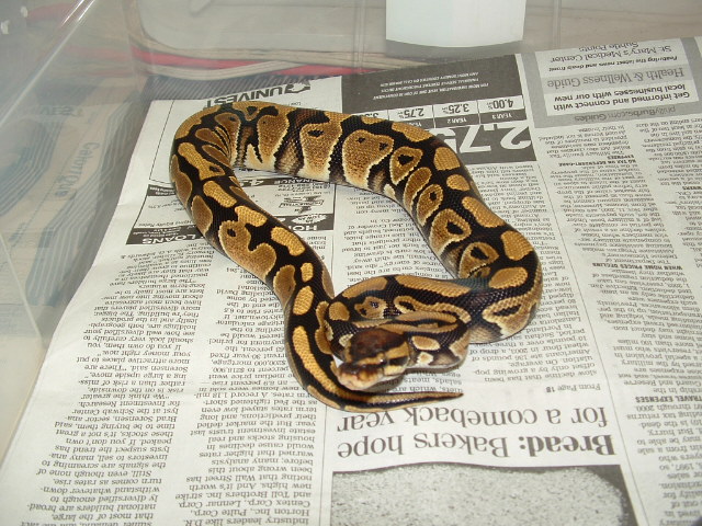 golden brown het albino