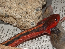 flame feeding
