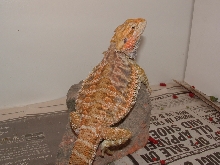 orange male