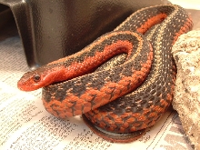 Gravid flame female
