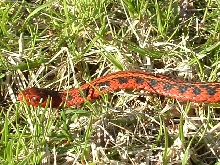Male flame outside