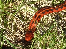 flame outside2