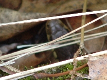 Garter peeking