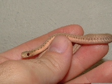 schuett albino