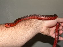 female flame arm