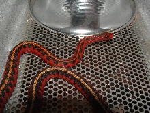 male flame cage