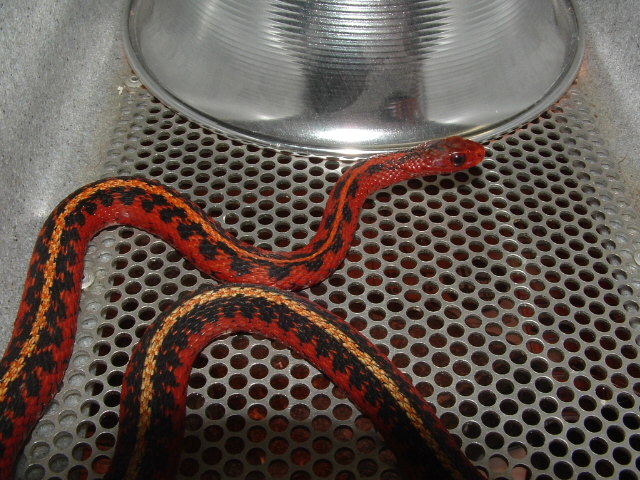 male flame cage