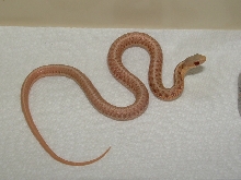 albino eastern2