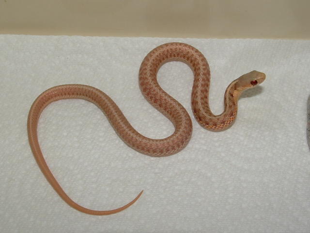albino eastern2