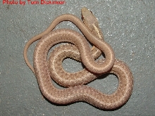 schett albino eastern