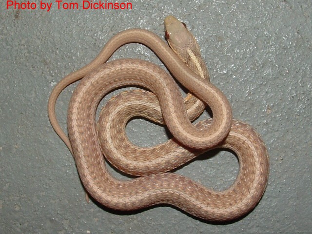 schett albino eastern