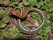 male blais flame