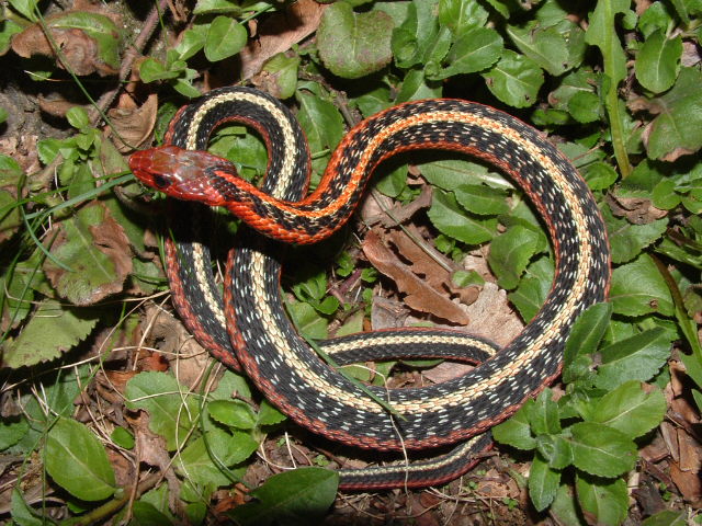 male blais flame