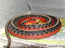 female blais flame