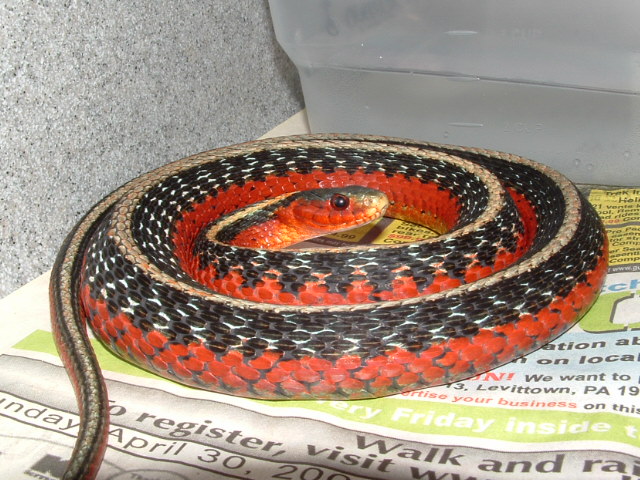 female blais flame