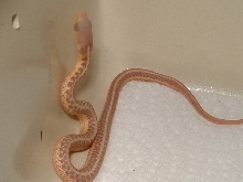caramel albino eastern